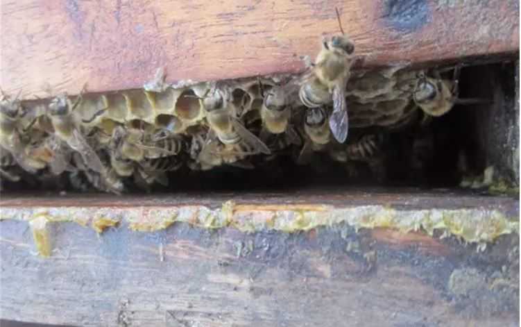 Bee Honey - Melipoly Organic and Pure Honey