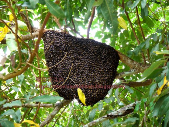 Stingless Bee Farm Bentong - Melipoly - Organic and Pure Honey Supplier