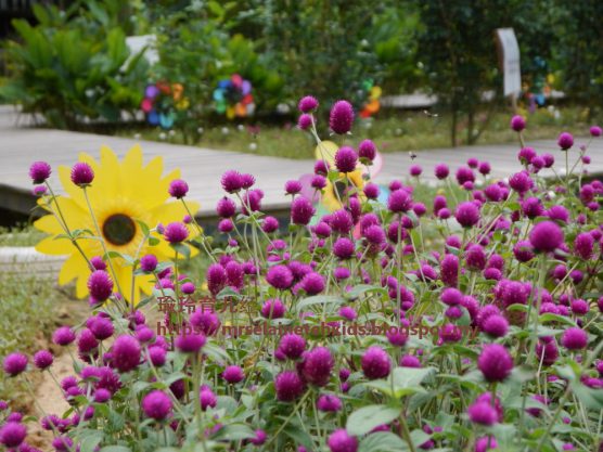 Stingless Bee Farm Bentong - Melipoly - Organic and Pure Honey Supplier