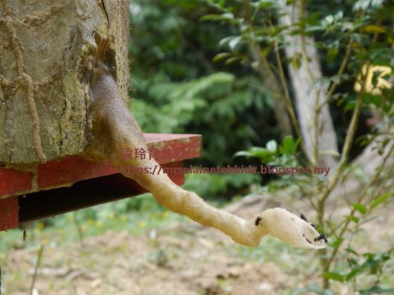 Stingless Bee Farm Bentong - Melipoly - Organic and Pure Honey Supplier