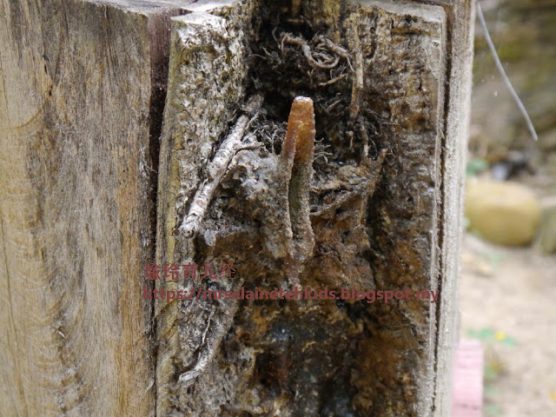 Stingless Bee Farm Bentong - Melipoly - Organic and Pure Honey Supplier