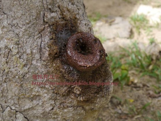 Stingless Bee Farm Bentong - Melipoly - Organic and Pure Honey Supplier