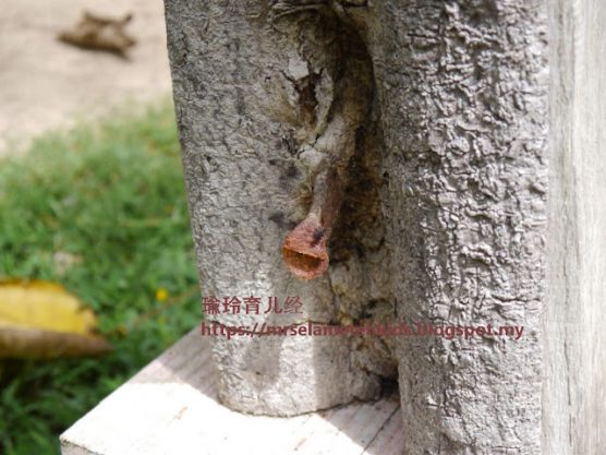 Stingless Bee Farm Bentong - Melipoly - Organic and Pure Honey Supplier