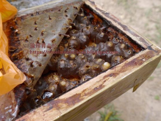Stingless Bee Farm Bentong - Melipoly - Organic and Pure Honey Supplier