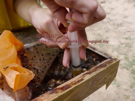 Stingless Bee Farm Bentong - Melipoly - Organic and Pure Honey Supplier