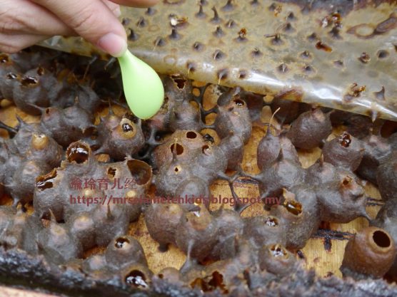 Stingless Bee Farm Bentong - Melipoly - Organic and Pure Honey Supplier