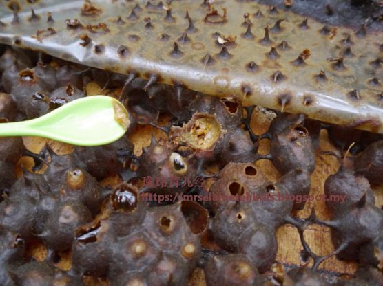Stingless Bee Farm Bentong - Melipoly - Organic and Pure Honey Supplier