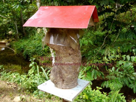 Stingless Bee Farm Bentong - Melipoly - Organic and Pure Honey Supplier