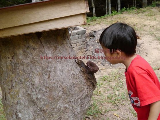 Stingless Bee Farm Bentong - Melipoly - Organic and Pure Honey Supplier