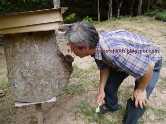Stingless Bee Farm Bentong - Melipoly - Organic and Pure Honey Supplier