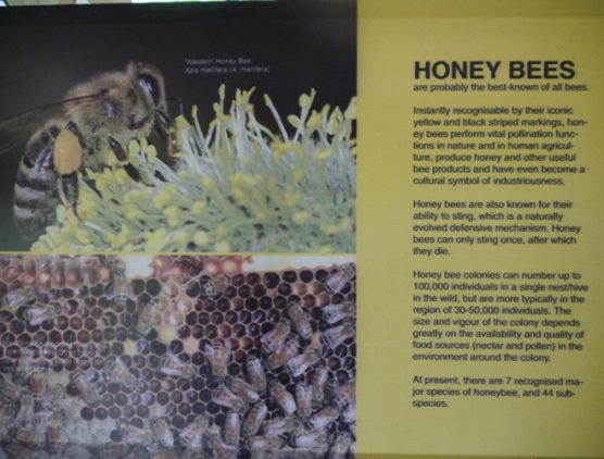 Stingless Bee Farm Bentong - Melipoly - Organic and Pure Honey Supplier