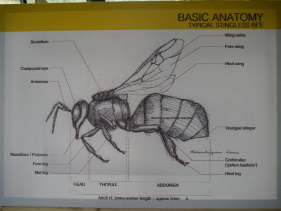 Stingless Bee Farm Bentong - Melipoly - Organic and Pure Honey Supplier