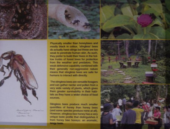 Stingless Bee Farm Bentong - Melipoly - Organic and Pure Honey Supplier