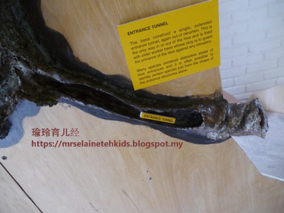 Stingless Bee Farm Bentong - Melipoly - Organic and Pure Honey Supplier
