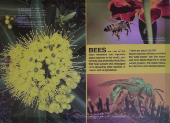 Stingless Bee Farm Bentong - Melipoly - Organic and Pure Honey Supplier