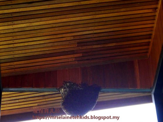 Stingless Bee Farm Bentong - Melipoly - Organic and Pure Honey Supplier