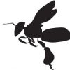 aboutpageimg-12 Malaysia Best Pure Organic Honey Producer – MELIPOLY